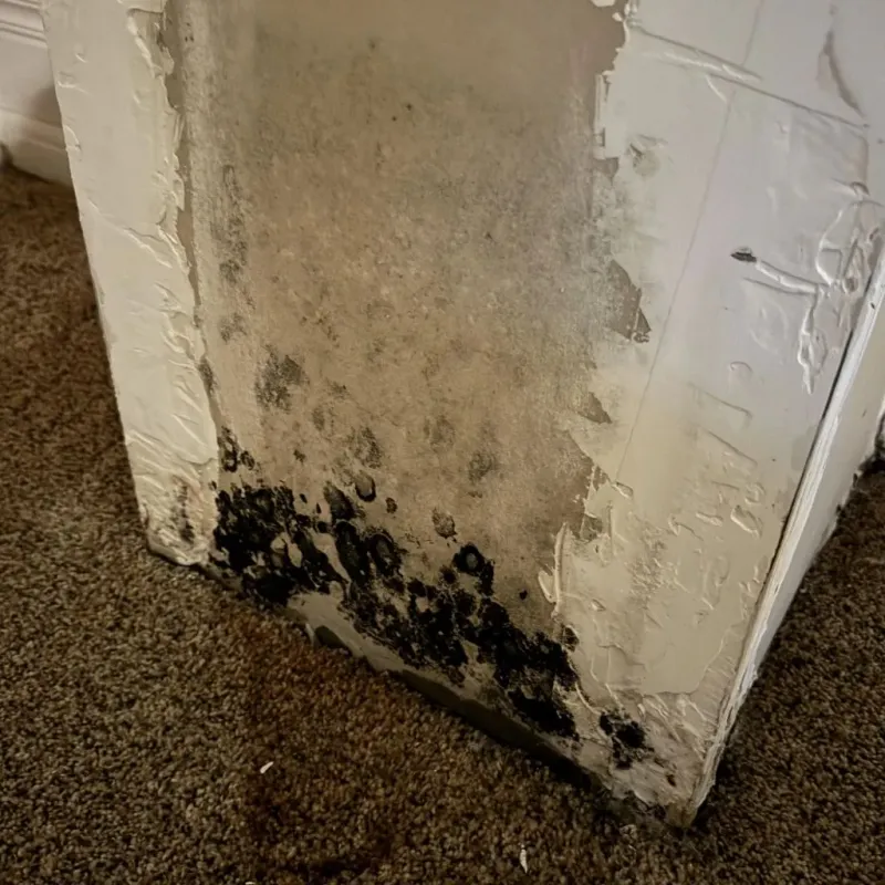 Professional Mold Removal in Conway, AR